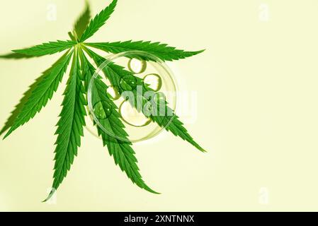 Cannabispflanze, frisches grünes Hanfblatt und Petrischale und cbd-Öltropfen auf grünem Hintergrund, Draufsicht, Kopierraum. Stockfoto