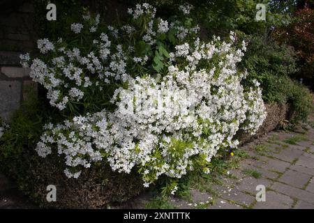 Choisya Aztec Pearl, mexikanische Orangenblüte, die in Bradford auf Avon im Vereinigten Königreich wächst und in Bradford auf Avon im Vereinigten Königreich wächst Stockfoto