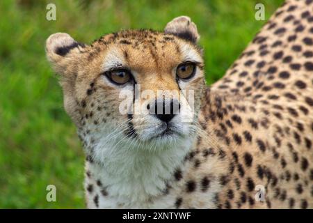 Handout Foto vom 08/24, ausgestellt von der Royal Zoological Society of Scotland (RZSS) von Cleo the Gepard, der im Zoo von Edinburgh ankommt, wo sich die fünfjährige an ihre neue Umgebung gewöhnt, bevor sie der Öffentlichkeit gezeigt wird. Bilddatum: Sonntag, 14. Juli 2024. Stockfoto