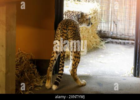 Handout Foto vom 08/24, ausgestellt von der Royal Zoological Society of Scotland (RZSS) von Cleo the Gepard, der im Zoo von Edinburgh ankommt, wo sich die fünfjährige an ihre neue Umgebung gewöhnt, bevor sie der Öffentlichkeit gezeigt wird. Bilddatum: Donnerstag, 1. August 2024. Stockfoto