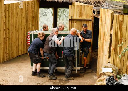 Handout Foto vom 08/24, ausgestellt von der Royal Zoological Society of Scotland (RZSS) von Cleo the Gepard, der im Zoo von Edinburgh ankommt, wo sich die fünfjährige an ihre neue Umgebung gewöhnt, bevor sie der Öffentlichkeit gezeigt wird. Bilddatum: Donnerstag, 1. August 2024. Stockfoto