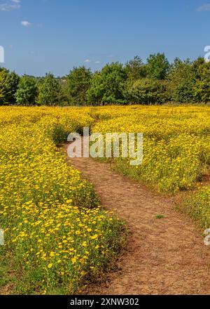 Cotswold Lavendel Lebendige Wildblumenfelder. Stockfoto