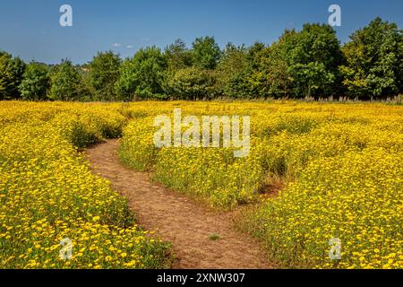 Cotswold Lavendel Lebendige Wildblumenfelder. Stockfoto