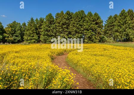 Cotswold Lavendel Lebendige Wildblumenfelder. Stockfoto
