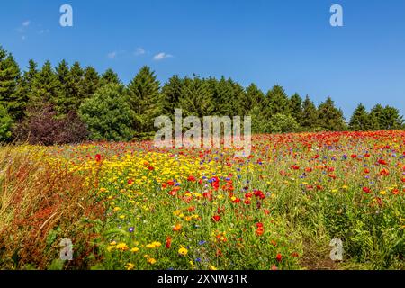 Cotswold Lavendel Lebendige Wildblumenfelder. Stockfoto