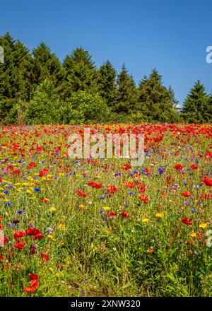 Cotswold Lavendel Lebendige Wildblumenfelder. Stockfoto