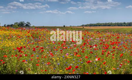 Cotswold Lavendel Lebendige Wildblumenfelder. Stockfoto
