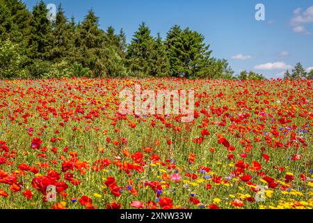 Cotswold Lavendel Lebendige Wildblumenfelder. Stockfoto