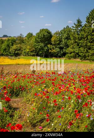 Cotswold Lavendel Lebendige Wildblumenfelder. Stockfoto