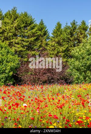 Cotswold Lavendel Lebendige Wildblumenfelder. Stockfoto
