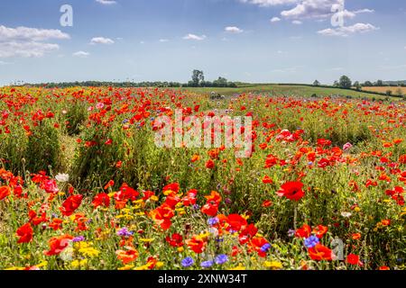 Cotswold Lavendel Lebendige Wildblumenfelder. Stockfoto