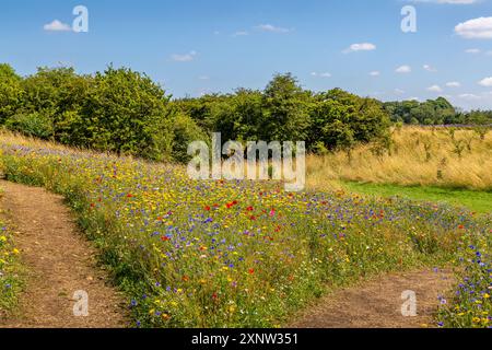 Cotswold Lavendel Lebendige Wildblumenfelder. Stockfoto