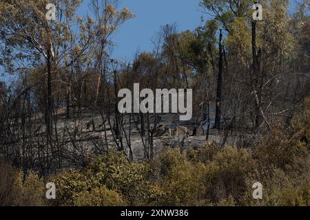 Rom, Italien. August 2024. Detail von Monte Mario nach dem Brand, der am vergangenen Mittwoch in Rom ausbrach (Foto: Matteo Nardone/Pacific Press/SIPA USA) Credit: SIPA USA/Alamy Live News Stockfoto