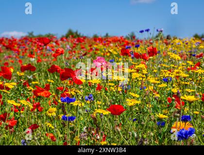 Cotswold Lavendel Lebendige Wildblumenfelder. Stockfoto