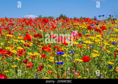 Cotswold Lavendel Lebendige Wildblumenfelder. Stockfoto