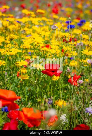 Cotswold Lavendel Lebendige Wildblumenfelder. Stockfoto
