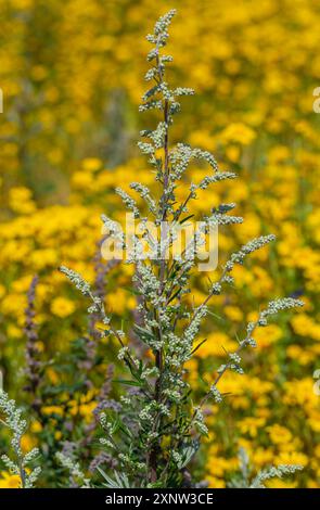 Cotswold Lavendel Lebendige Wildblumenfelder. Stockfoto