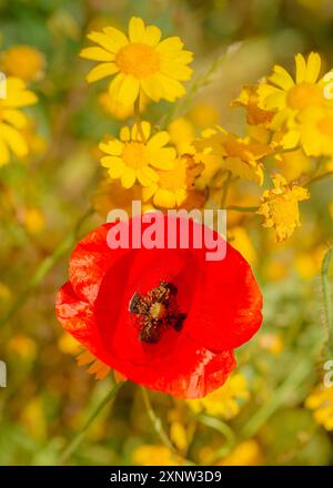 Cotswold Lavendel Lebendige Wildblumenfelder. Stockfoto
