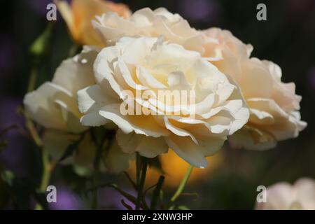 Rosen in Creme sehen herrlich aus, wenn sie im Garten Sonnenschein haben. Stockfoto