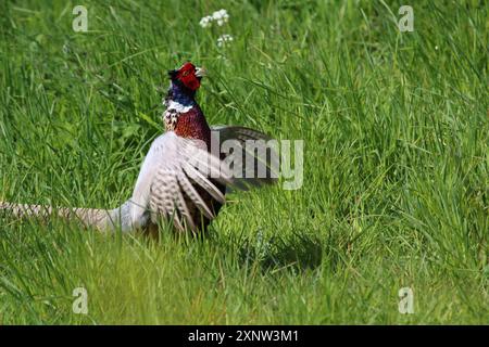 Ein Fasan auf dem Feld, der mit den Flügeln flattert. Stockfoto