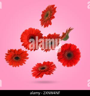 Rote Gerbera-Blüten in der Luft auf rosa Hintergrund Stockfoto