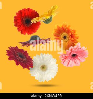 Bunte Gerbera-Blüten in der Luft auf orangem Hintergrund Stockfoto