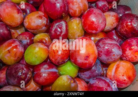 Nahaufnahme von frisch gewaschenen Bio-Pflaumen, die zur Herstellung von Marmelade bereit sind Stockfoto