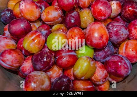 Nahaufnahme von frisch gewaschenen Bio-Pflaumen, die zur Herstellung von Marmelade bereit sind Stockfoto