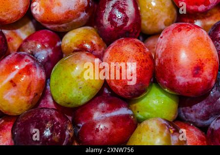 Nahaufnahme von frisch gewaschenen Bio-Pflaumen, die zur Herstellung von Marmelade bereit sind Stockfoto