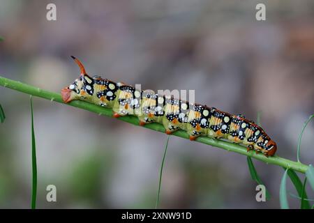 Grüne Spurge Hawkmoth Raupe Stockfoto