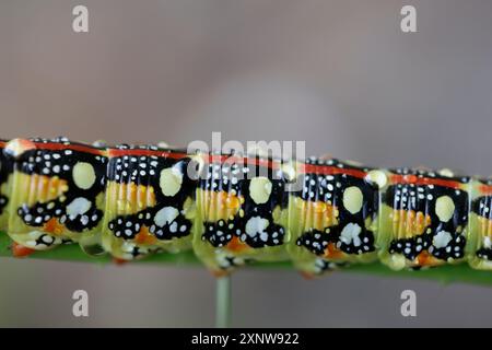 Grüne Spurge Hawkmoth Raupe Stockfoto