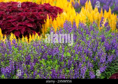 Angelonia angustifolia lila oder Summer Snapdragon mit Celosia Yellow und Coleus dahinter Stockfoto