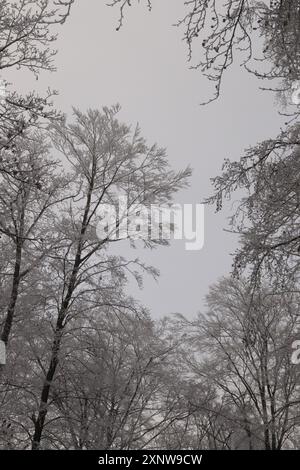 Winterwald Stockfoto