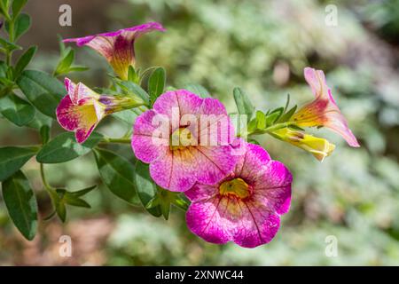 Nahaufnahme der leuchtend rosa und gelben Blüten von calibrachoa parviflora, auch bekannt als Petunie am Meer, die im Garten im Freien blüht Stockfoto