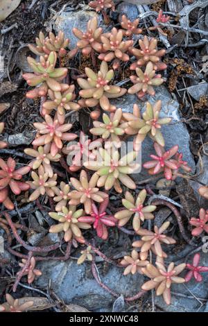 Nahaufnahme von oben auf dem sukkulenten Pflanzensedum-Album, auch bekannt als weißer Steinpilz, der in der Wildnis auf felsigem Boden wächst Stockfoto