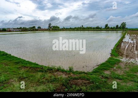 Reisfelder mit Wasserbetten in großem Maßstab in Rudrapur City, Uttarakhand, Indien, mit Reisfeldern und Gartenbaupraktiken inmitten von Bergen Stockfoto