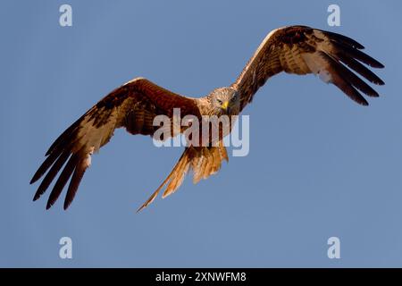 Roter Drachen in der goldenen Stunde Mallorcas Stockfoto