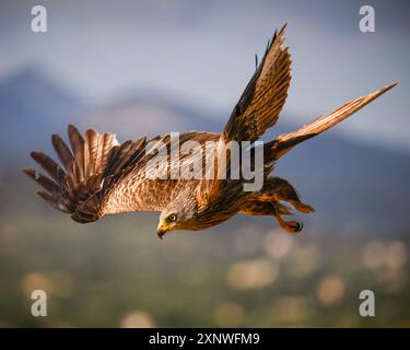 Roter Drachen in der goldenen Stunde Mallorcas Stockfoto