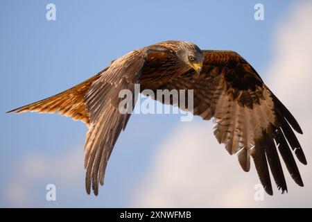Roter Drachen in der goldenen Stunde Mallorcas Stockfoto