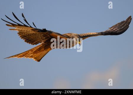 Roter Drachen in der goldenen Stunde Mallorcas Stockfoto