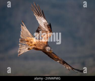 Roter Drachen in der goldenen Stunde Mallorcas Stockfoto