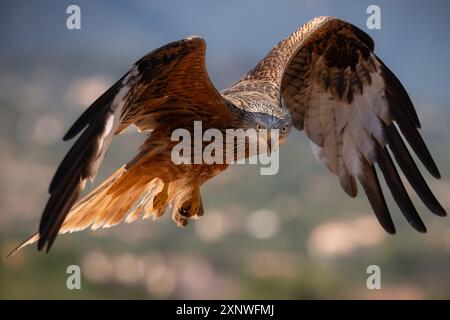 Roter Drachen in der goldenen Stunde Mallorcas Stockfoto