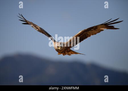 Roter Drachen in der goldenen Stunde Mallorcas Stockfoto