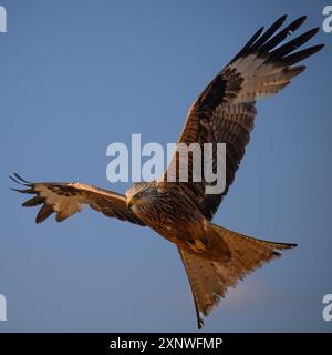 Roter Drachen in der goldenen Stunde Mallorcas Stockfoto
