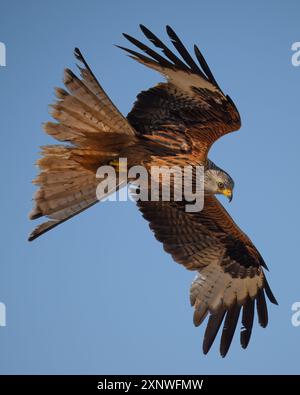 Roter Drachen in der goldenen Stunde Mallorcas Stockfoto