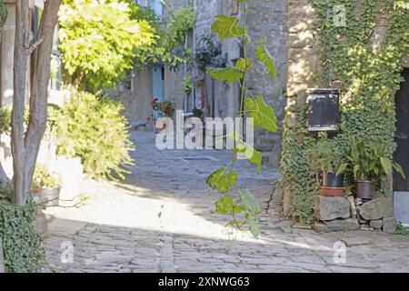 Eine ruhige Szene im Freien mit einem Garten mit einem üppig grünen Baum umgeben von einer Vielzahl von Pflanzen und einer Steinmauer im Hintergrund Stockfoto