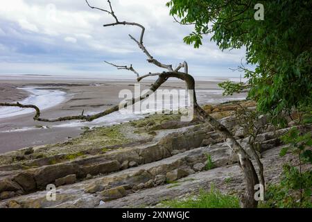 Ein einsamer Baumzweig erstreckt sich über eine felsige Küste mit einer weiten, ruhigen Meereslandschaft im Hintergrund. Silverdale Lancashire UK. Stockfoto