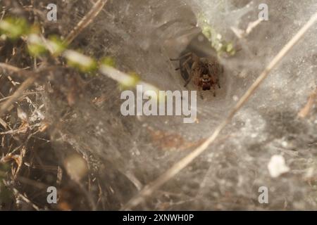 Agelena Spinnen, die unten im Loch im Spinnennetz lauern, Alcoy, Spanien Stockfoto