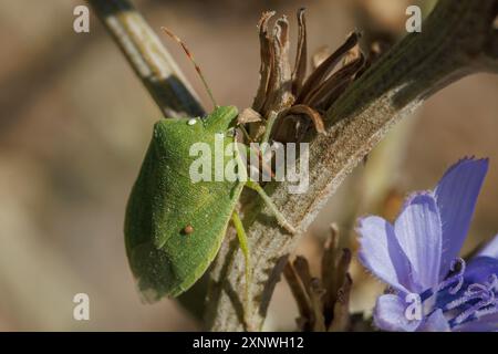 Grüne Käfer Nezara viridula mit Parasiten, die auf Zichorienpflanze laufen, Alcoy, Spanien Stockfoto