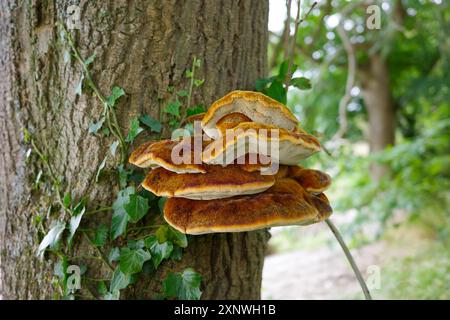 Gruppe brauner Pilze, die auf einem Baumstamm wachsen, umgeben von grünen Blättern in einer Waldlandschaft. Silverdale UK. Stockfoto
